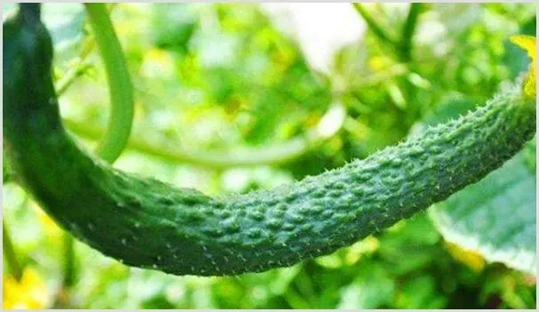 黄瓜定植后促生根方法 | 种植资料