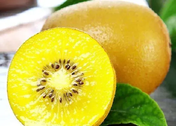 果实成熟|奇异果什么季节成熟 成熟季是几月份