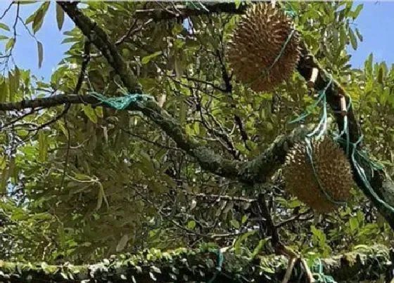 种植百科|广西可以种榴莲吗