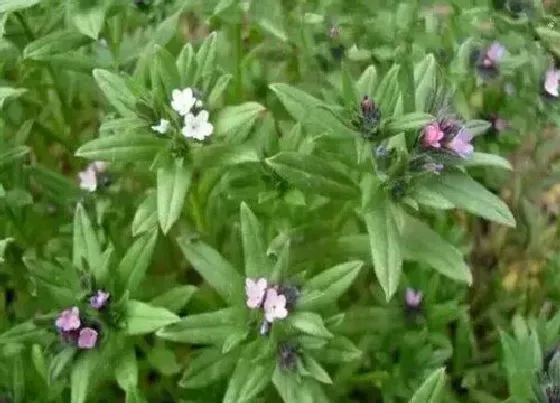 植物百科|蛤蟆草开花吗 开花什么样子