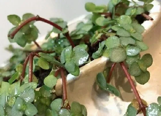 绿植|厨房适合种什么植物 5种适合厨房间摆放的风水植物