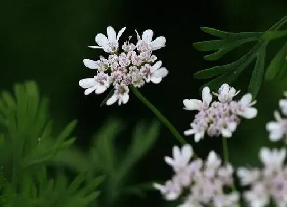 植物百科|香菜会开花吗 开花是什么意思