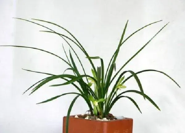 植物扦插|兰花可以扦插吗
