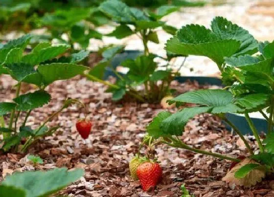 种植管理|草莓种植间距是多少