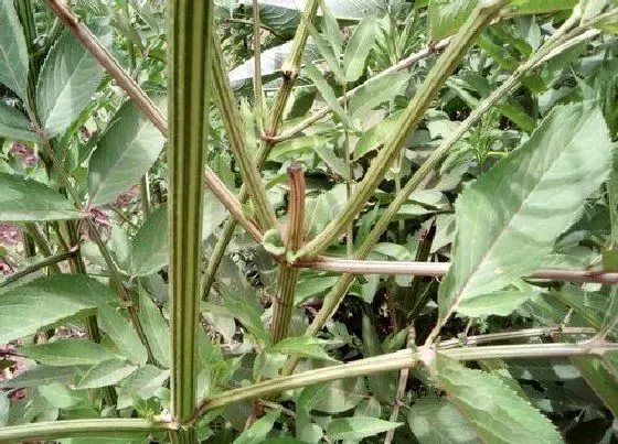植物百科|土骨草又叫什么名称