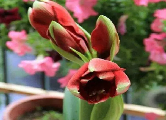 开花时间|对兰一年开几次花