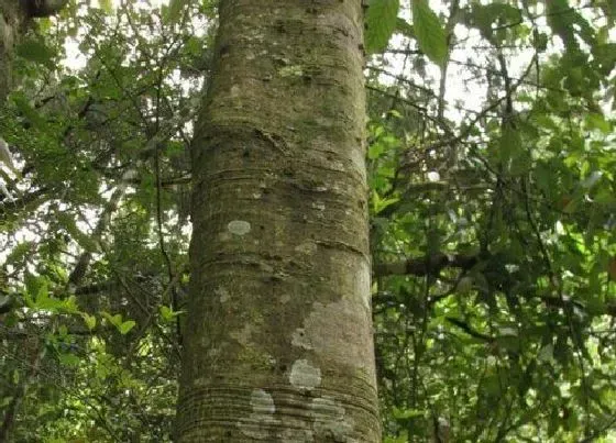 植物种类|青冈木是什么树 生长在什么地方