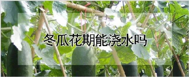 冬瓜花期能浇水吗 | 种植资料