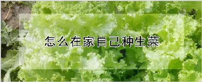 怎么在家自己种生菜 | 种植技术