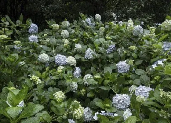 植物毒性|洋绣球有毒吗 可以放在室内养吗