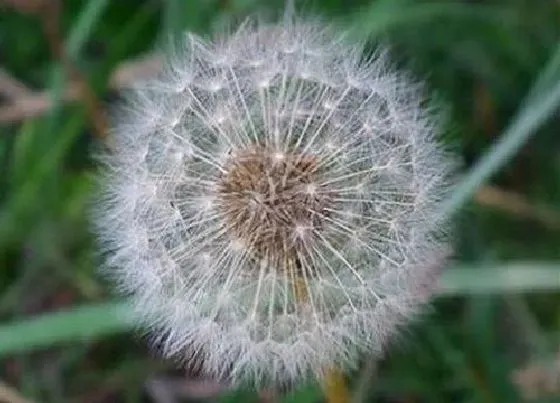 花朵|蒲公英花骨朵的样子