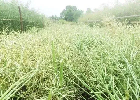 植物施肥|油菜杆可以做肥料吗