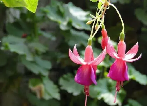 开花时间|吊钟花什么时候开花