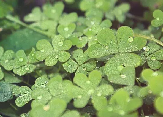 植物百科|四叶草是什么草