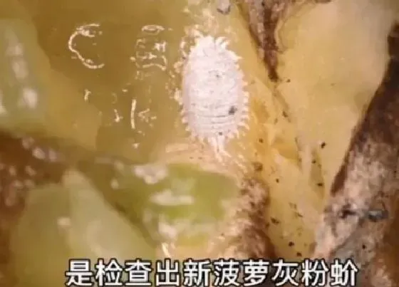 植物虫害|菠萝虫子长什么样子（菠萝里白色的像虫卵的是什么虫）