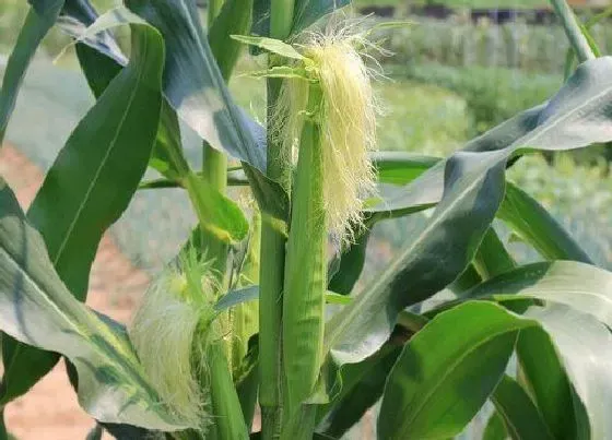 植物种类|玉米是裸子植物吗