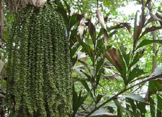 花卉风水|鞋柜上放什么植物风水好