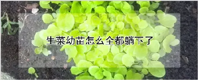 生菜幼苗怎么全都躺下了 | 种植资料