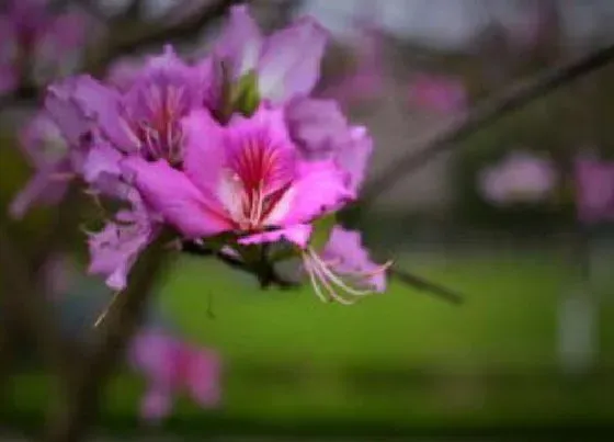 花语|紫荆花的花语是什么
