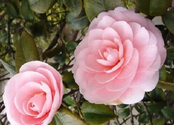 植物排行|茶花和杜鹃哪个好养