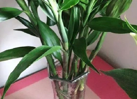 植物种类|最漂亮的竹子品种 观赏最好看的竹子是什么品种