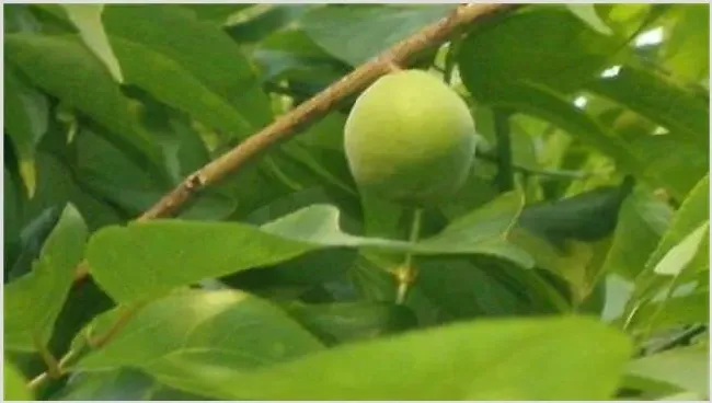 杏树不结果怎么办？解决方法介绍 | 种植技术