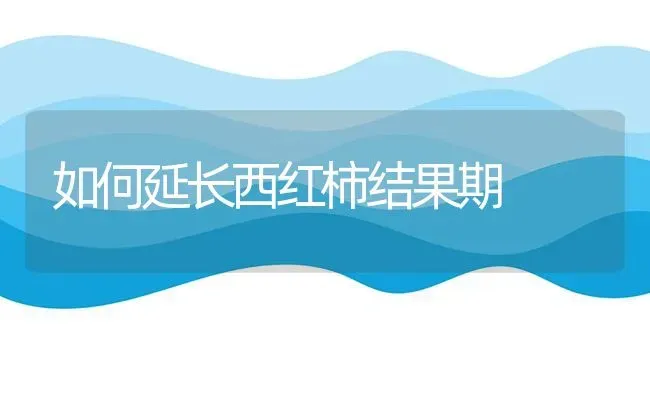 如何延长西红柿结果期 | 瓜果种植