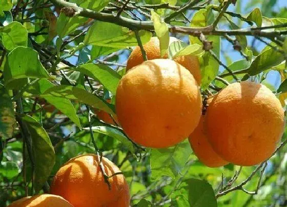 冬天植物|橘子树怎么过冬天