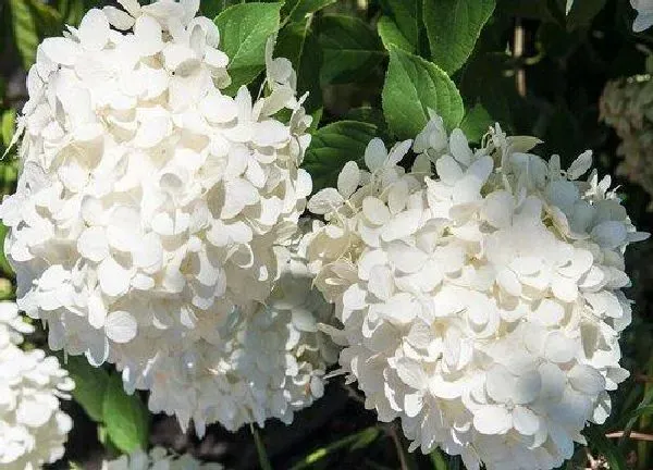 养殖方法|绣球花可以水养吗