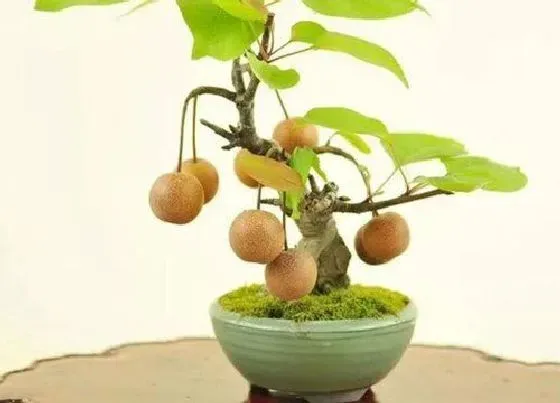 种植管理|梨树的生长周期是多长时间