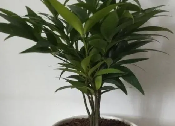 卧室摆放|竹柏能放在卧室吗 摆放在卧室风水好不好