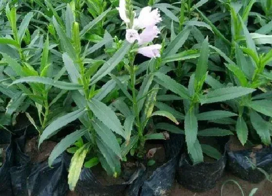 种植方法|假龙头种植时间和方法