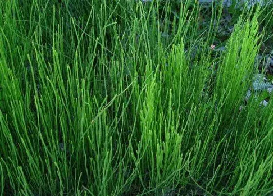 植物百科|土骨草又叫什么名称