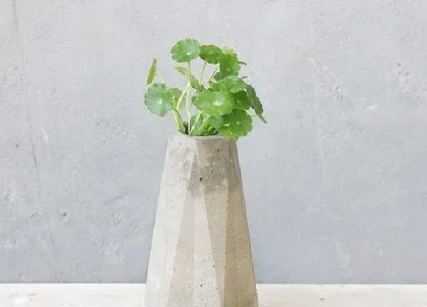 养殖方法|香菇草怎么养长的好