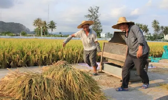 植物百科|现在杂交水稻大米都去哪了（我们今天吃大米是杂交水稻吗）