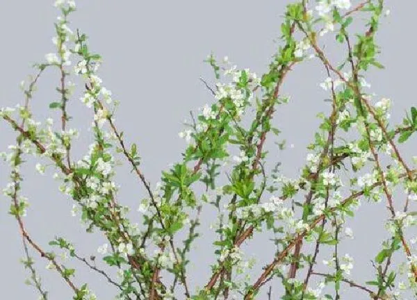 养殖科普|雪柳放家里有忌讳吗（干枝雪柳养在家里客厅好吗）