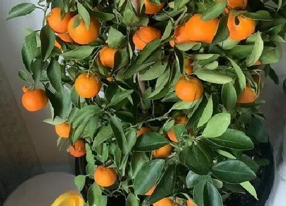 冬天植物|橘子树怎么过冬天