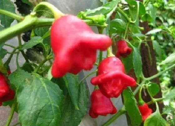 植物种类|能生吃的蔬菜有哪些 可以生着吃的蔬菜品种（带图）