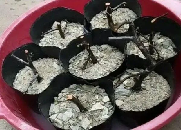 植物移栽|火棘什么时候移栽最好