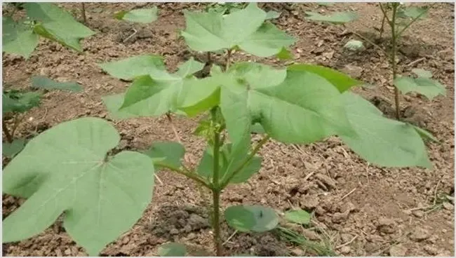 如何预防棉花高脚苗 | 农业技术