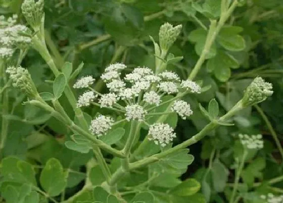 植物播种|前胡怎么留种子 种子收集方法