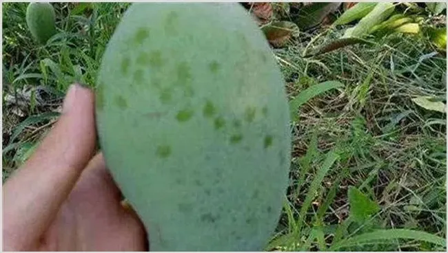 芒果露水斑防治措施介绍 | 农业技术