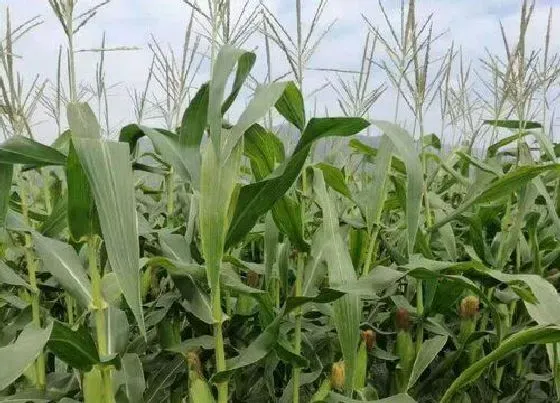 种植管理|玉米每亩种多少株最高产，高产玉米一亩种多少棵增产）