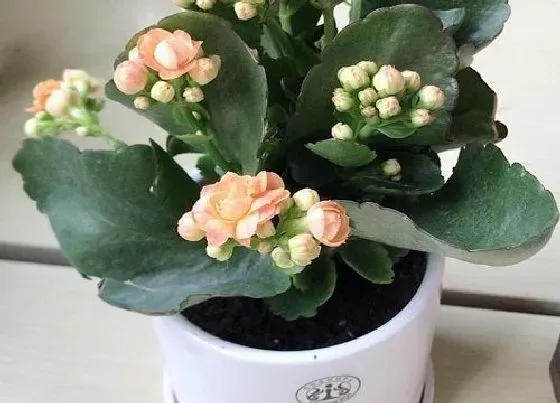 植物百科|适合家里养的花卉有哪些