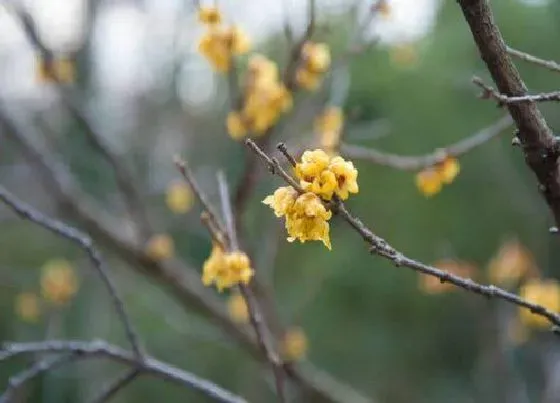 开花时间|腊梅花是什么季节开的花