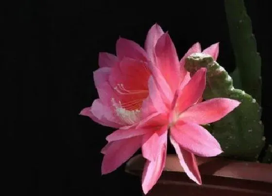 植物寓意|荷花代表什么人