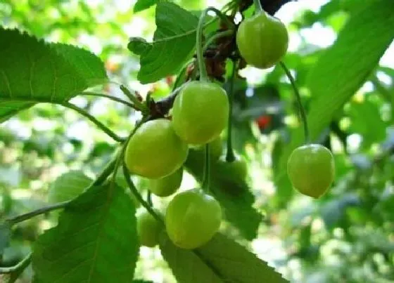 种植方法|樱桃授粉时间与方式方法