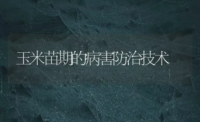 玉米苗期的病害防治技术 | 粮油作物种植