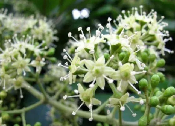 植物百科|鹅掌柴开花吗 开花什么样子