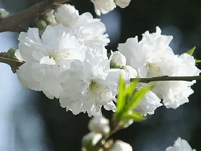 植物百科|白色桃花是什么品种（白花桃开花颜色及品种介绍 ）